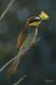 Abejaruco europeo (Merops apiaster)