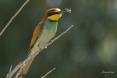 Abejaruco europeo (Merops apiaster)