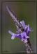 Espiga malva (Lavandula canariensis...)