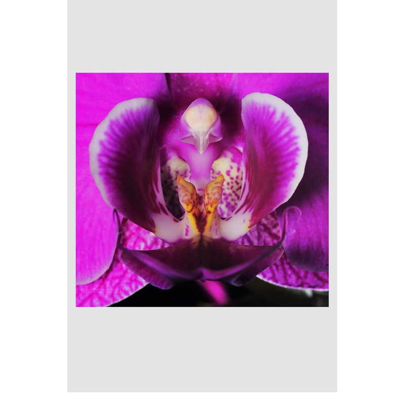 Orchidaceae (photofranky)